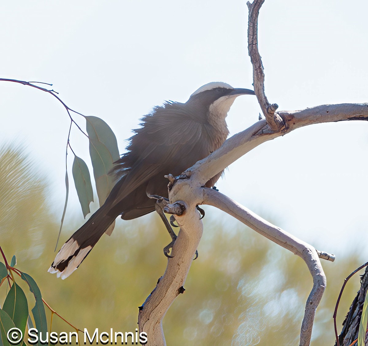 Gray-crowned Babbler - ML642829754