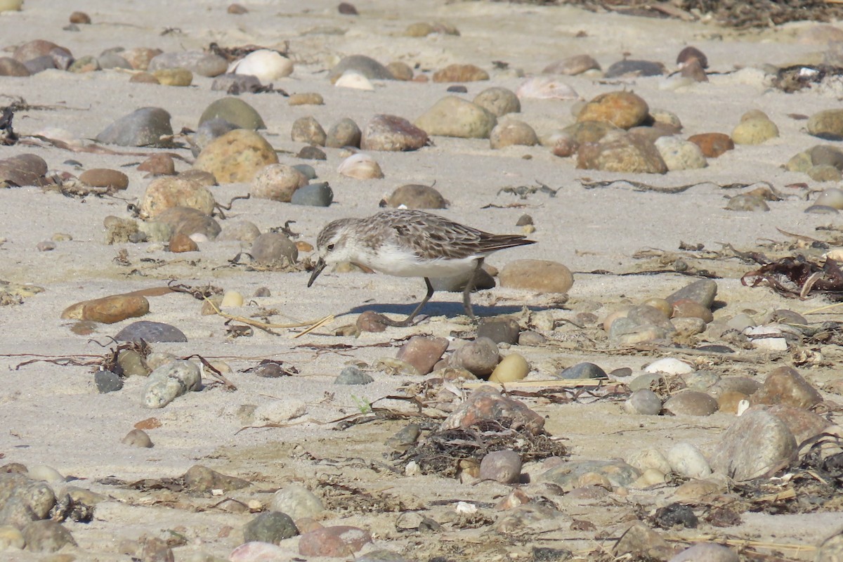 sandsnipe - ML642829759