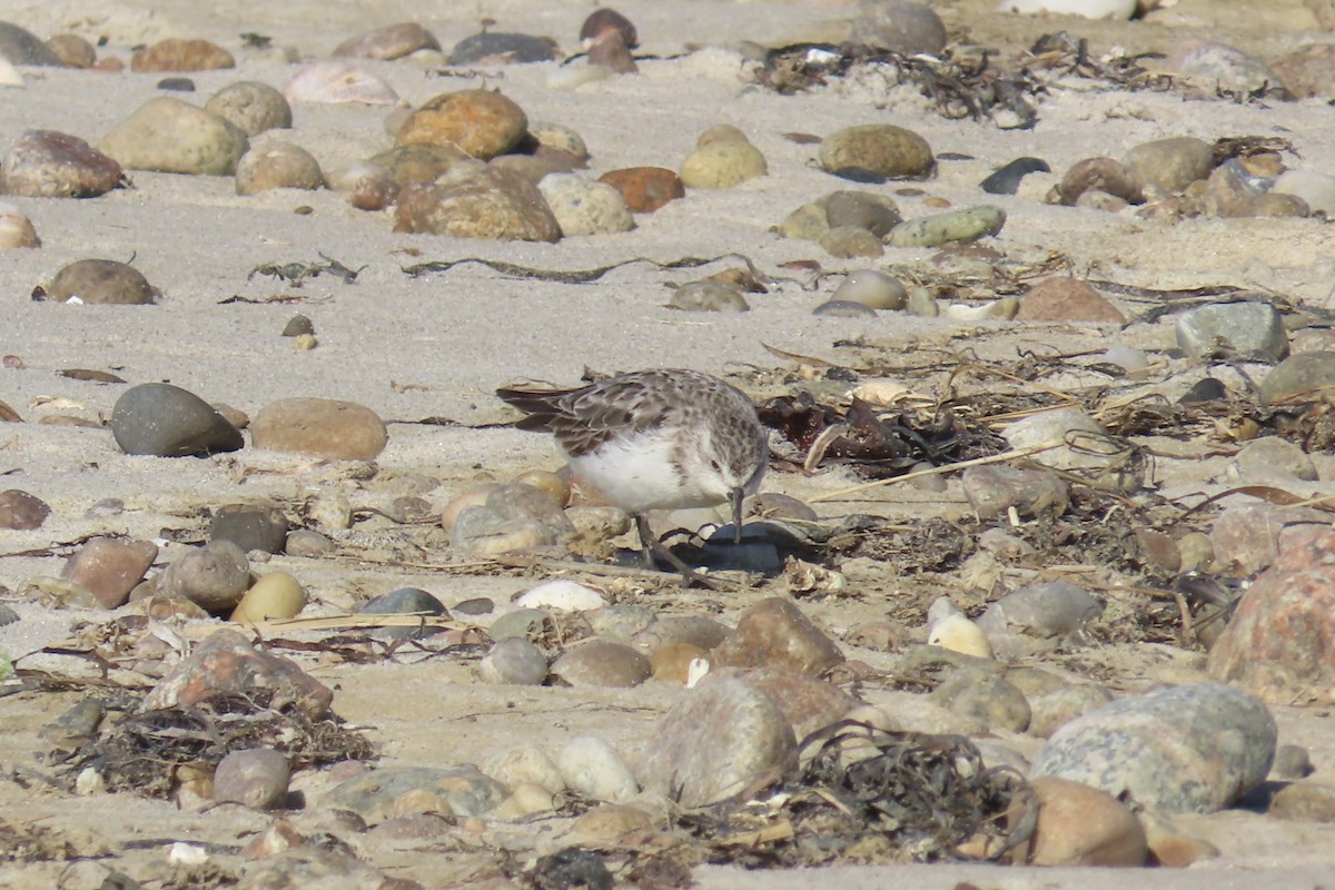 sandsnipe - ML642829762