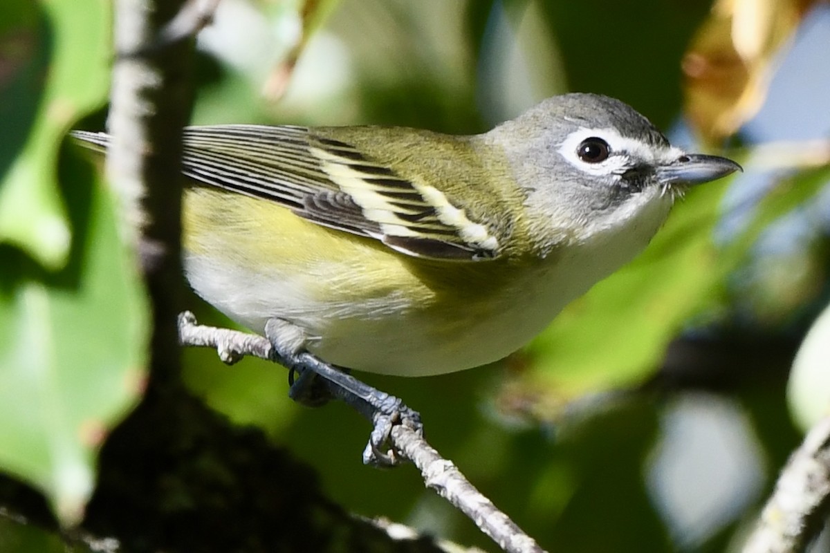 eremittvireo - ML642829764