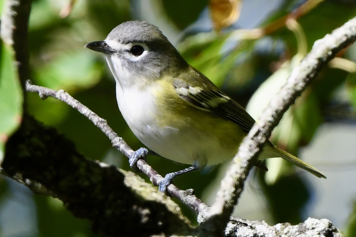 eremittvireo - ML642829765