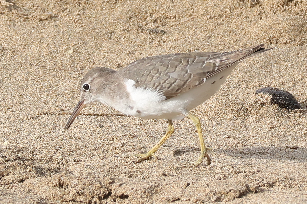 flekksnipe - ML642829784