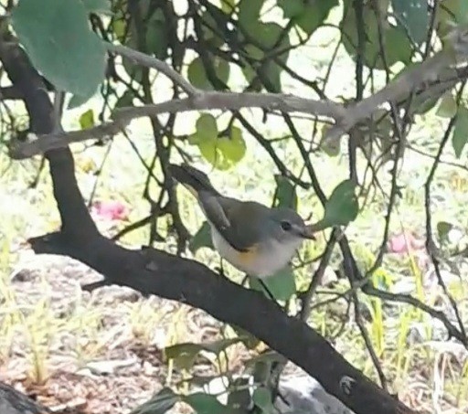 rødstjertparula - ML642829785