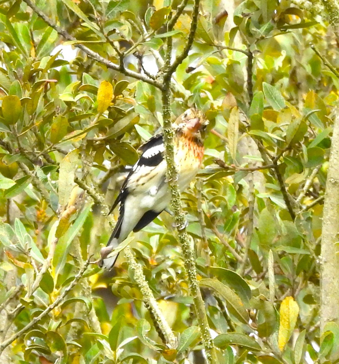 Rose-breasted Grosbeak - ML642829788