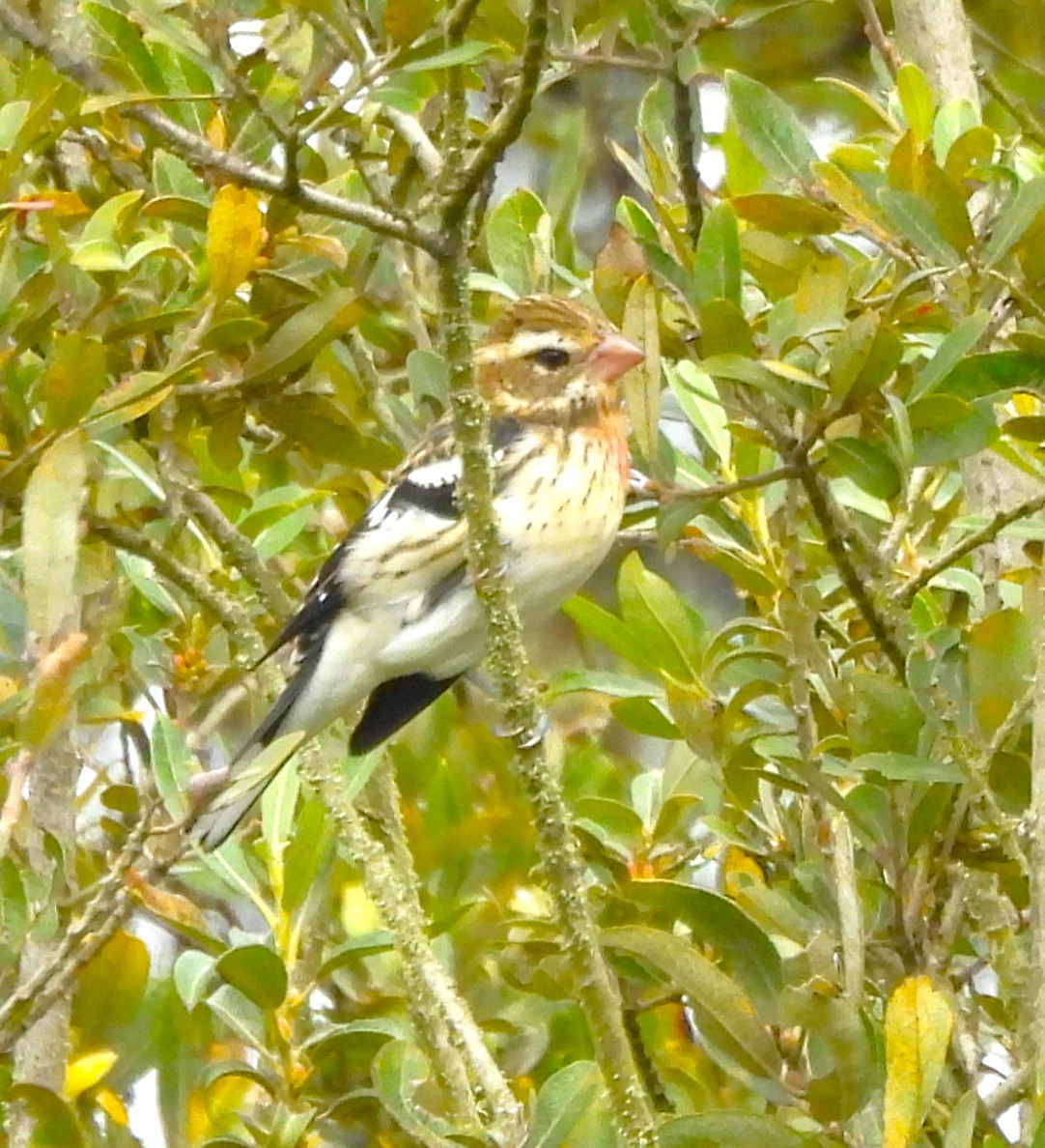 Rose-breasted Grosbeak - ML642829789