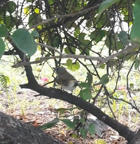 American Redstart - ML642829801