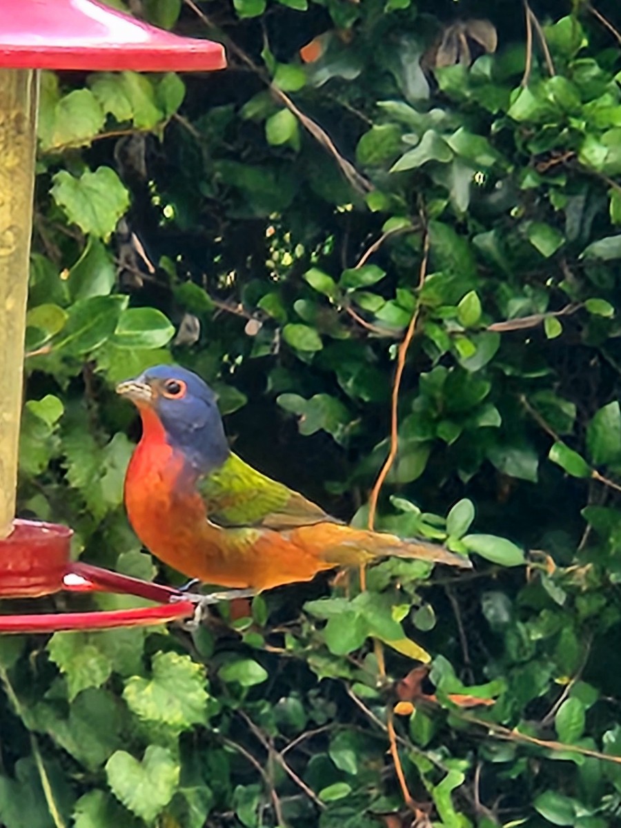Painted Bunting - ML642829821