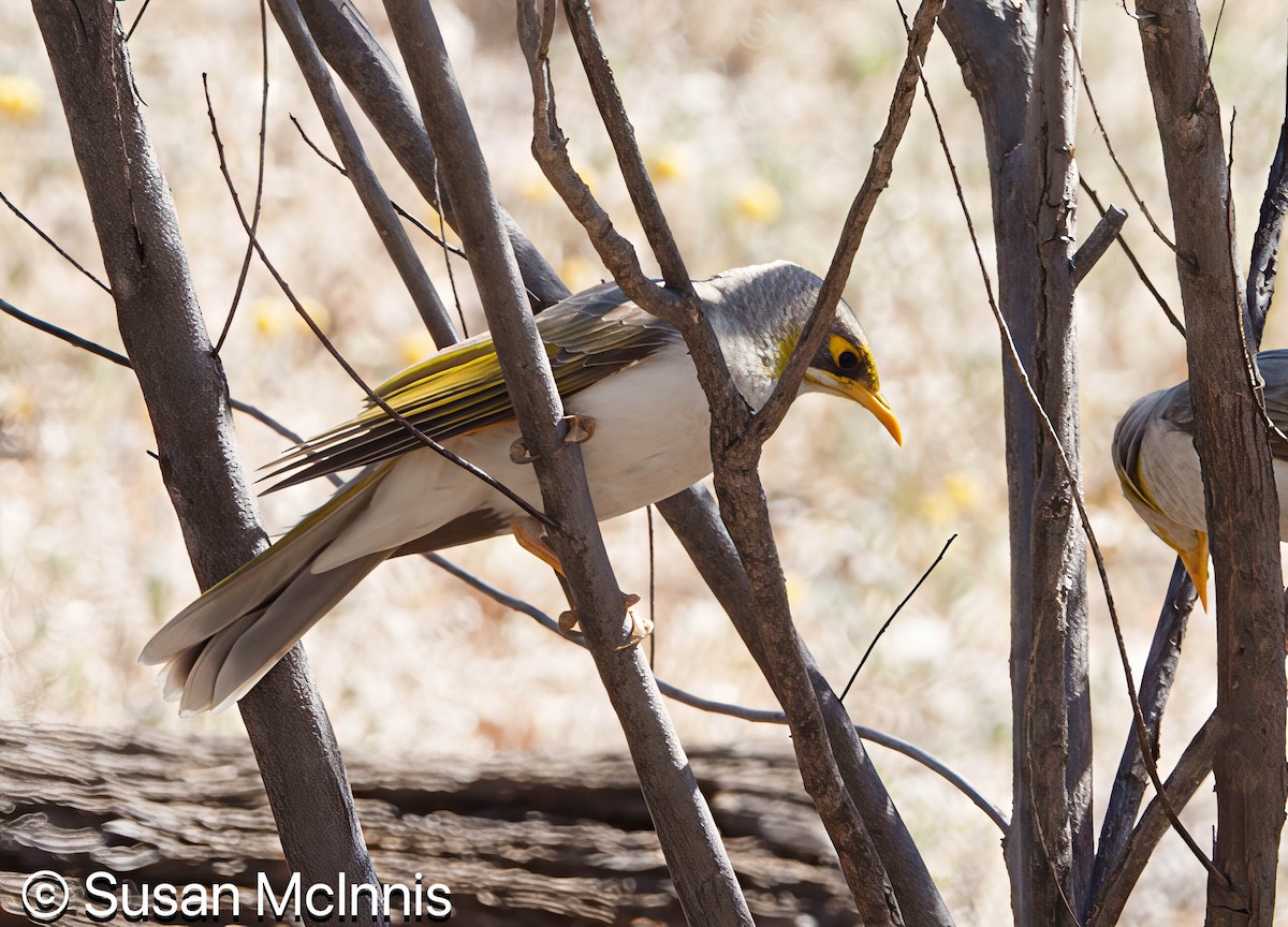 Yellow-throated Miner - ML642829824