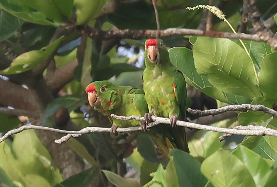 Crimson-fronted Parakeet - ML642829829