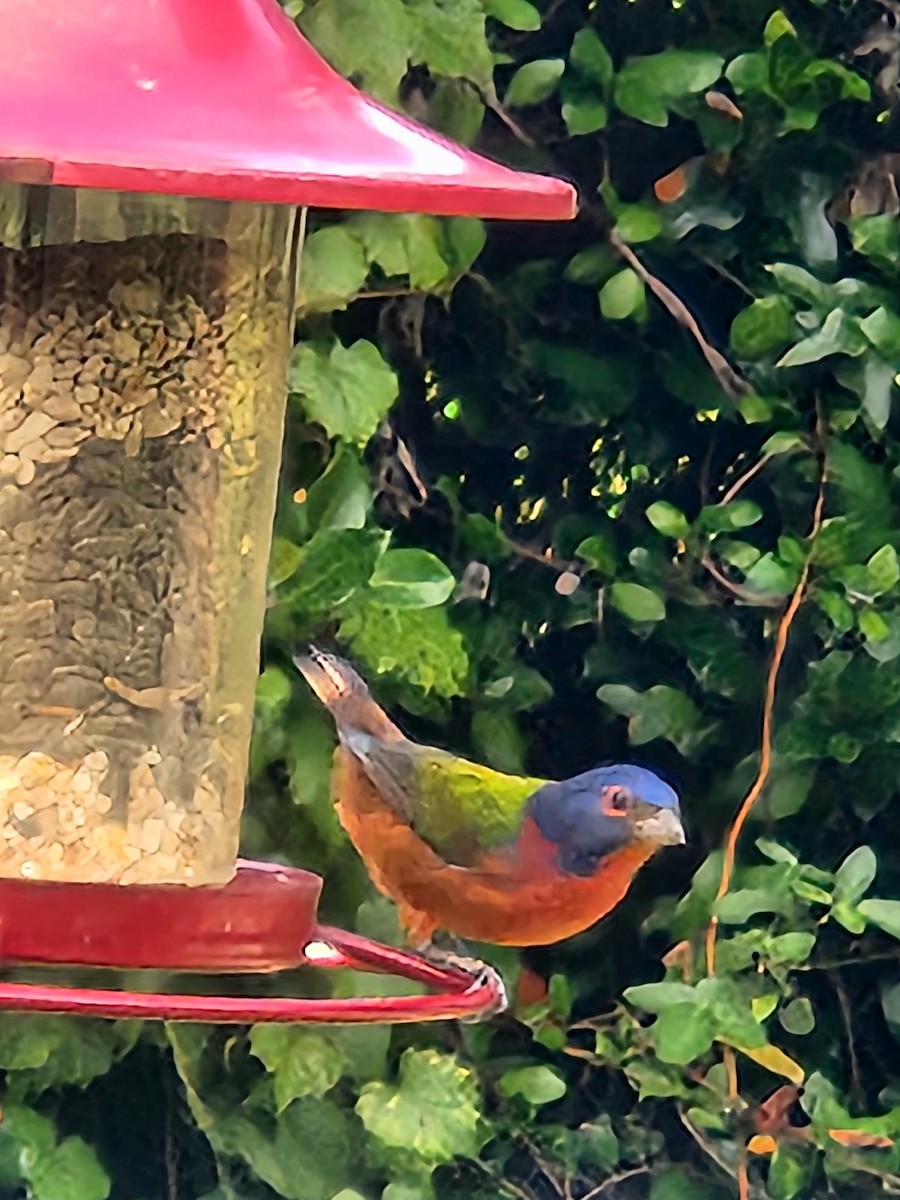 Painted Bunting - ML642829836