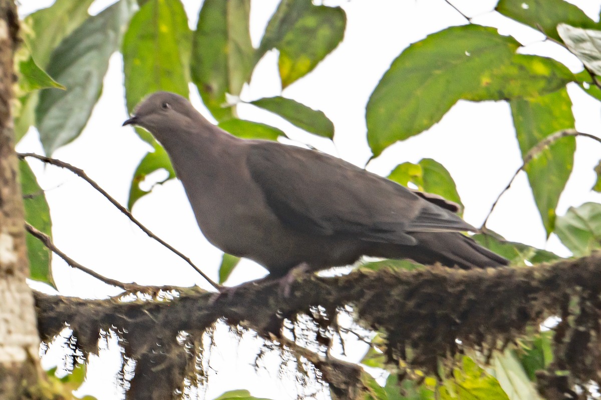 Plumbeous Pigeon - ML642829845
