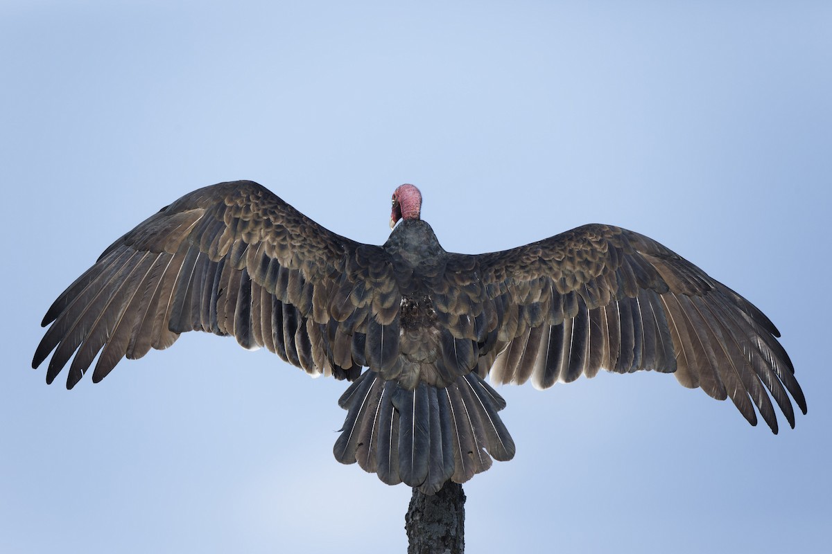 Turkey Vulture - ML642829846