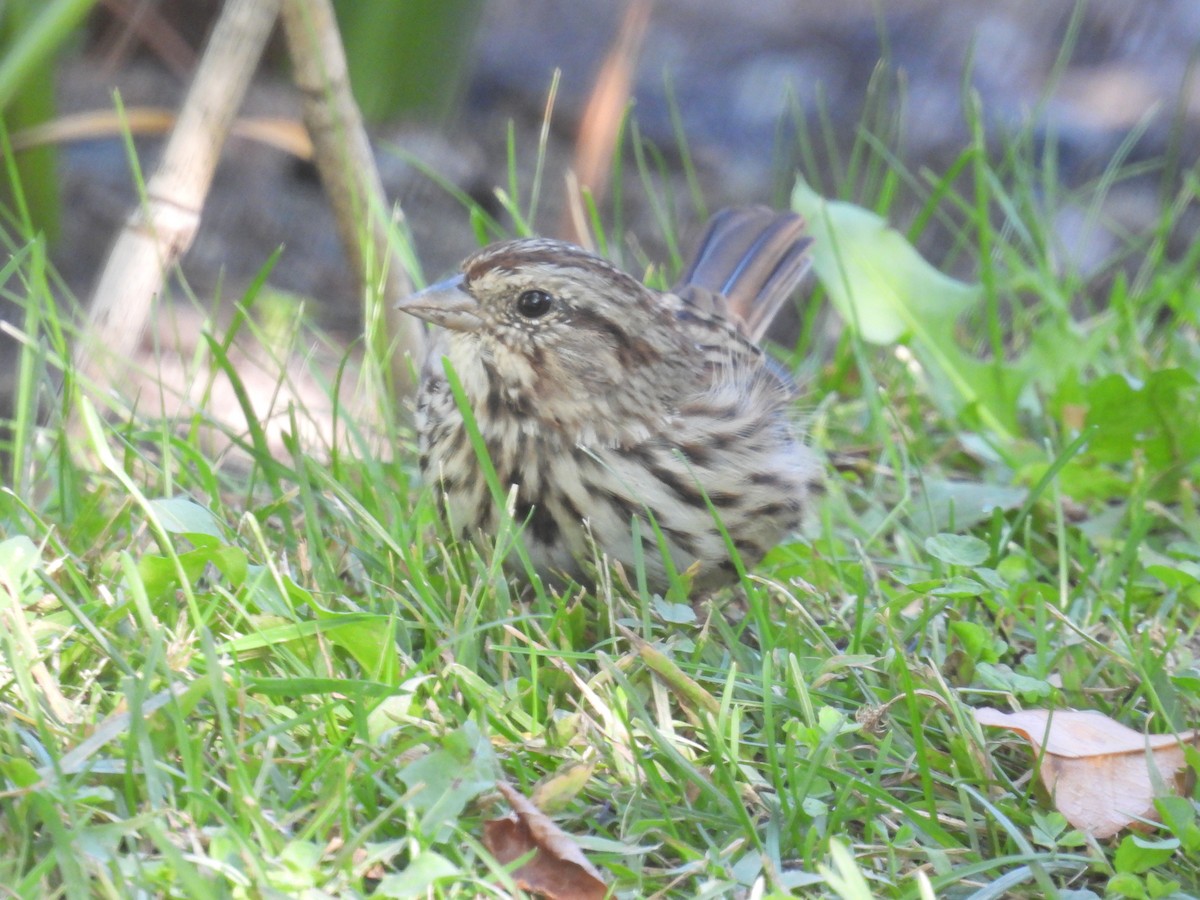 Song Sparrow - ML642829847