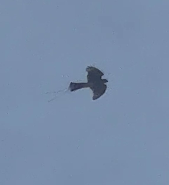Sharp-shinned Hawk - ML642829848