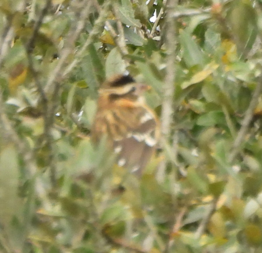 Black-headed Grosbeak - ML642829851