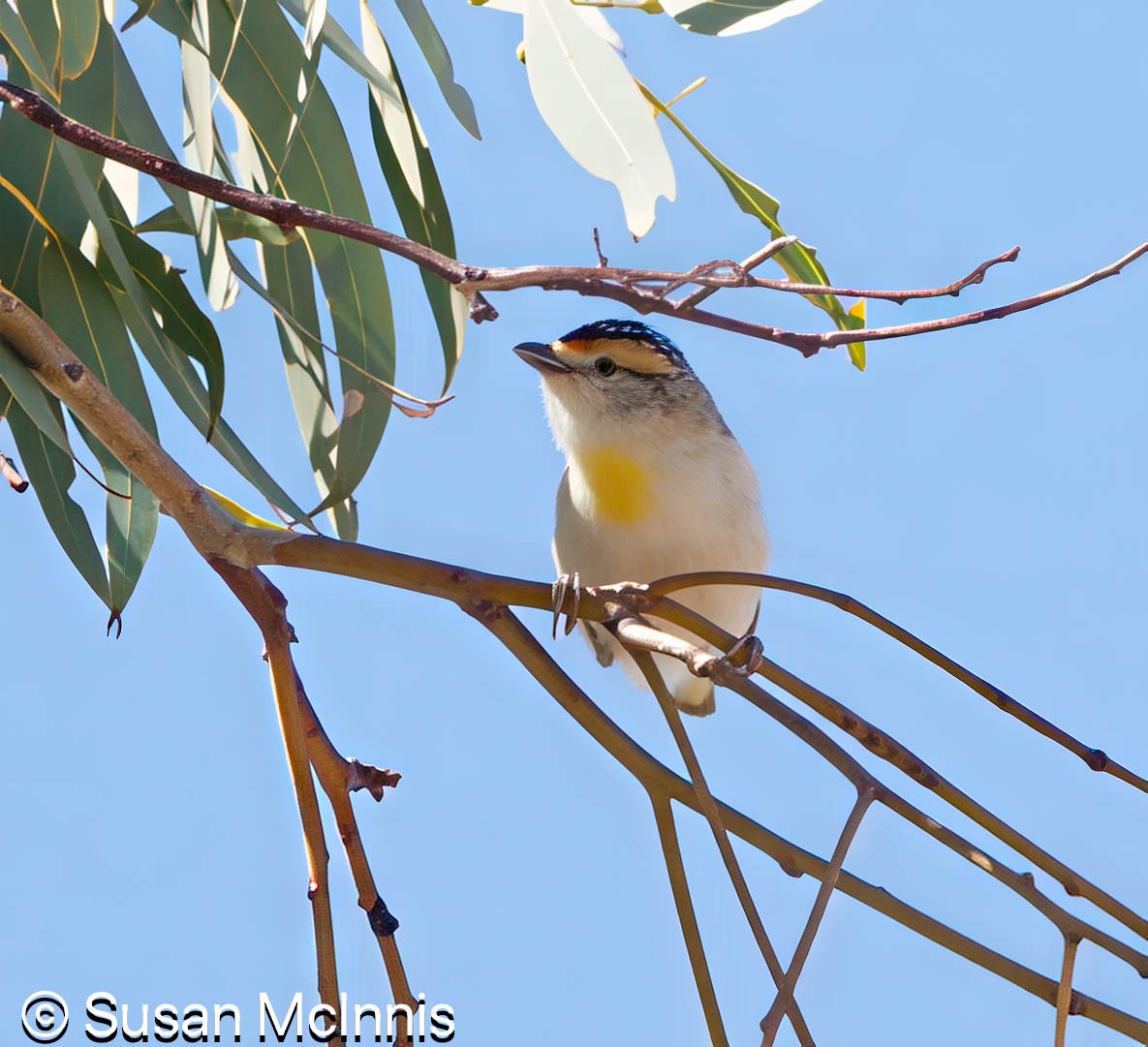 Red-browed Pardalote - ML642829856
