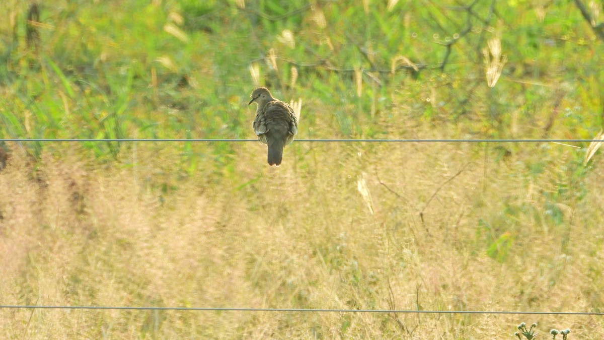 Picui Ground Dove - Hugo Valderrey