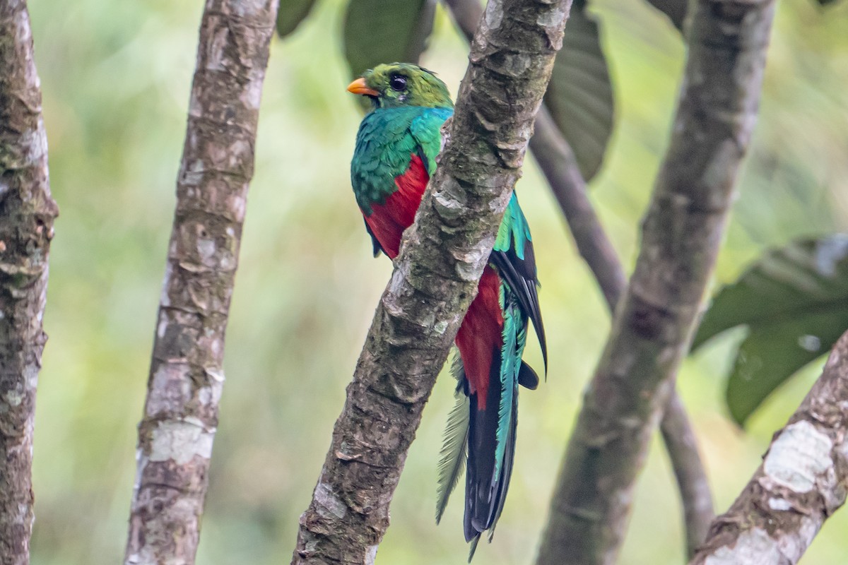 Golden-headed Quetzal - ML642829860