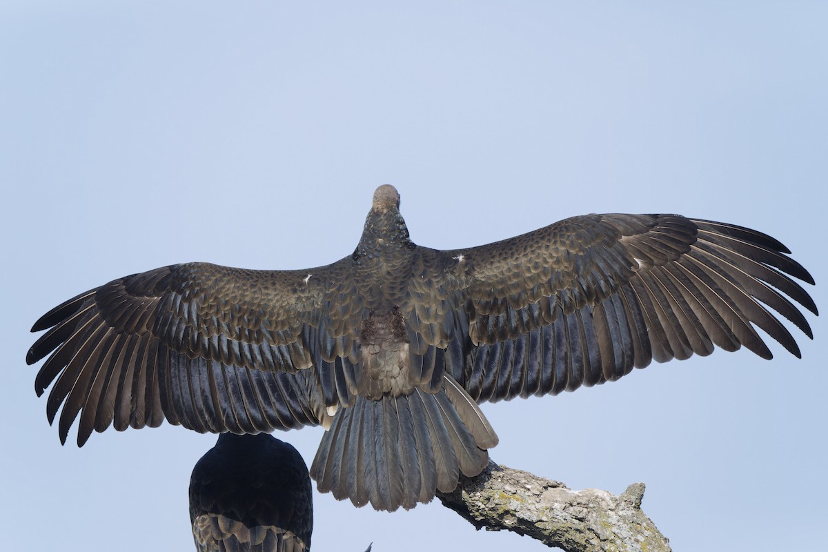Turkey Vulture - ML642829861