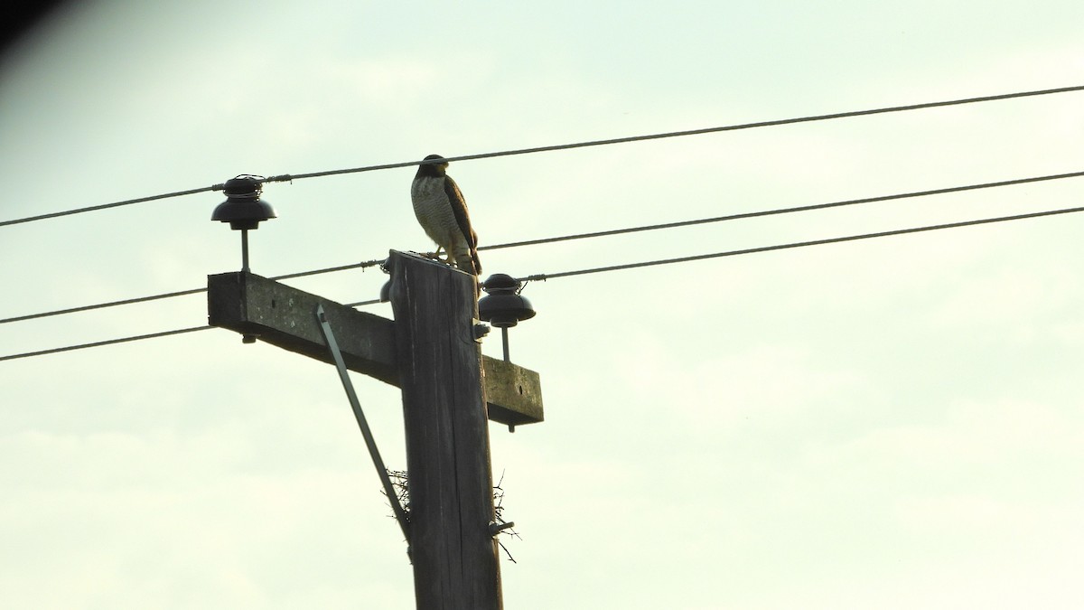 Roadside Hawk - ML642829869