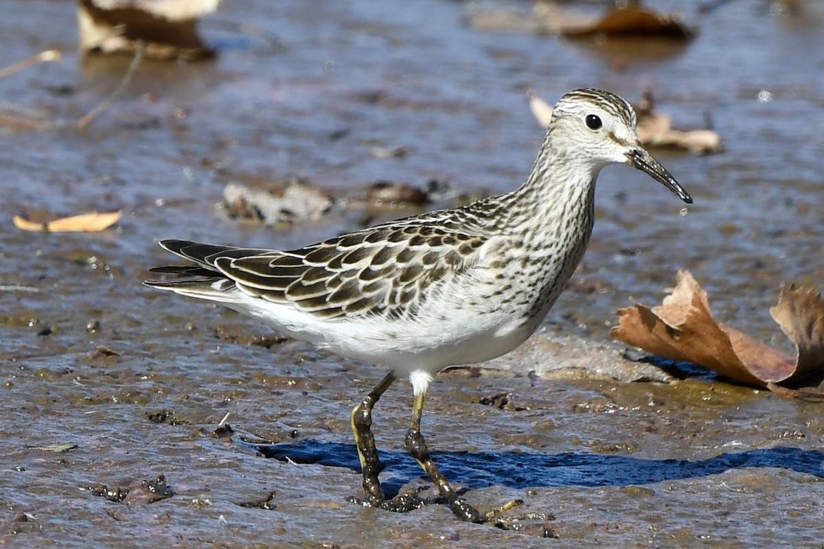 alaskasnipe - ML642829877