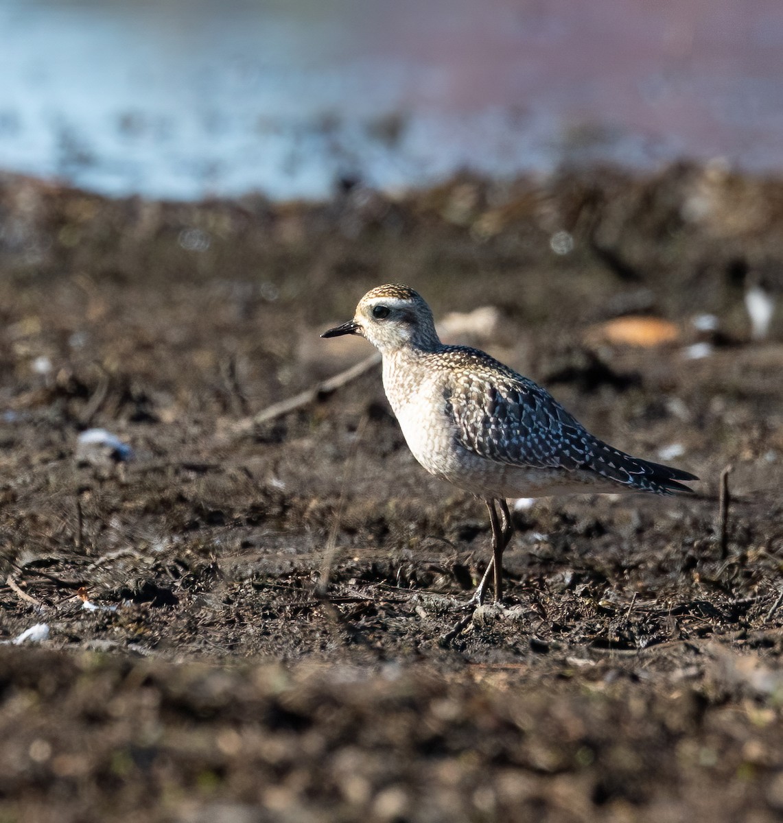 American Golden-Plover - ML642829878