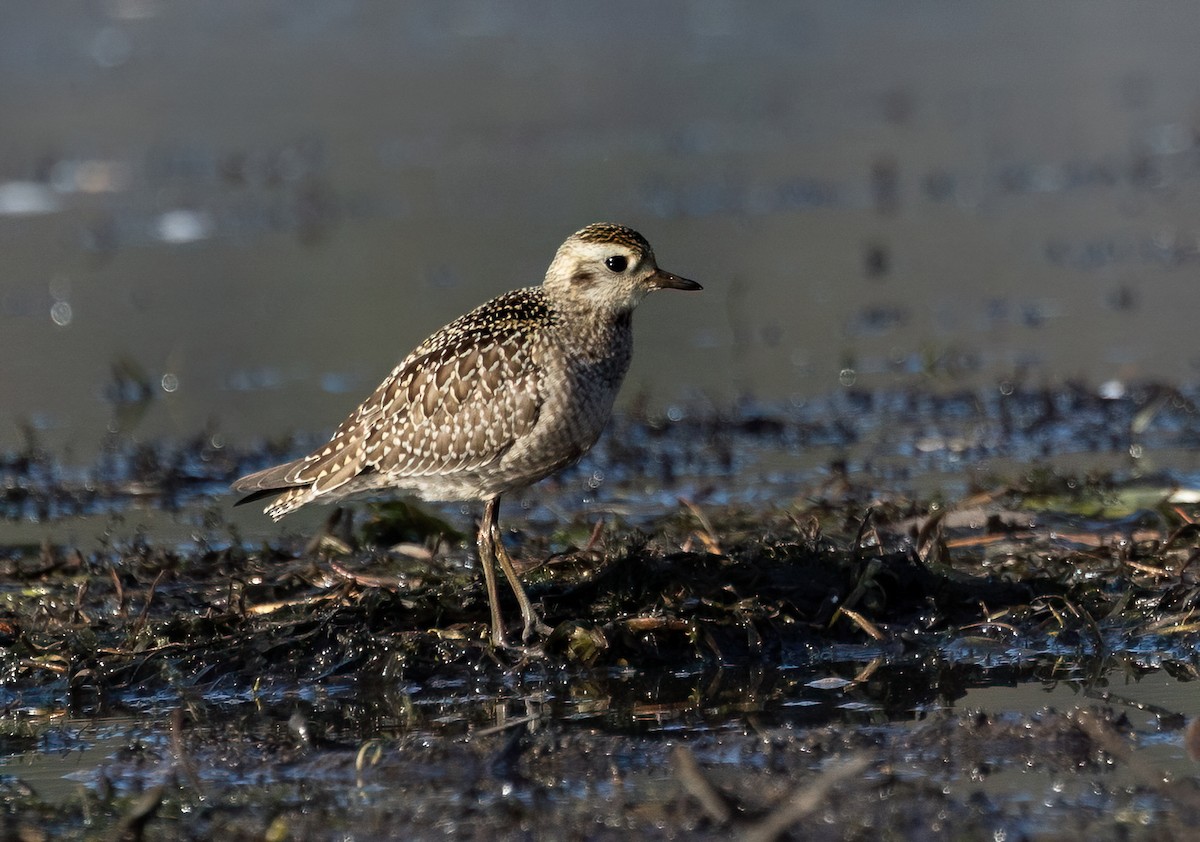 American Golden-Plover - ML642829879