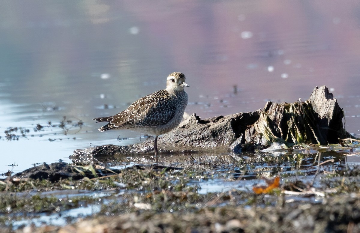 American Golden-Plover - ML642829880