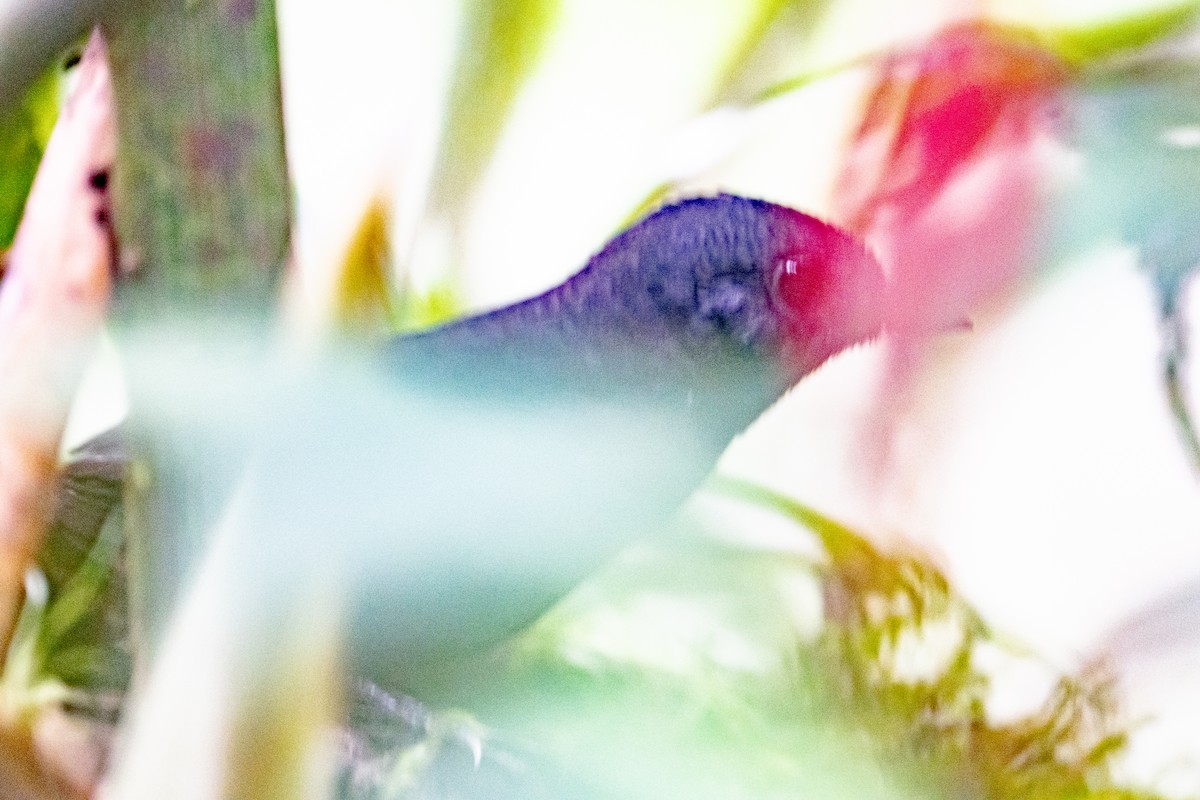 tatamatapakulo - ML642829884