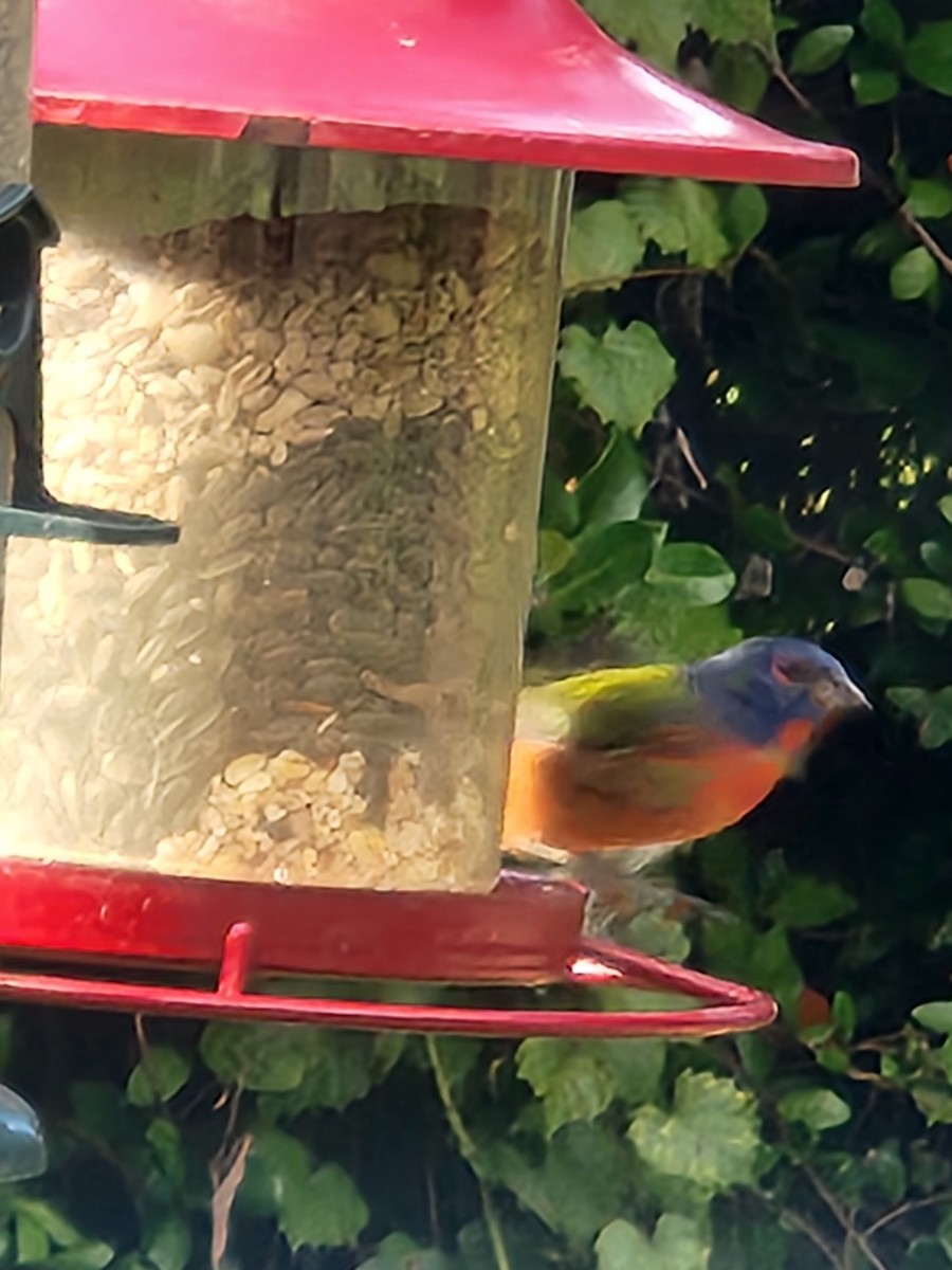 Painted Bunting - ML642829899
