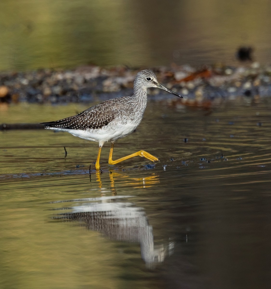 plystresnipe - ML642829920