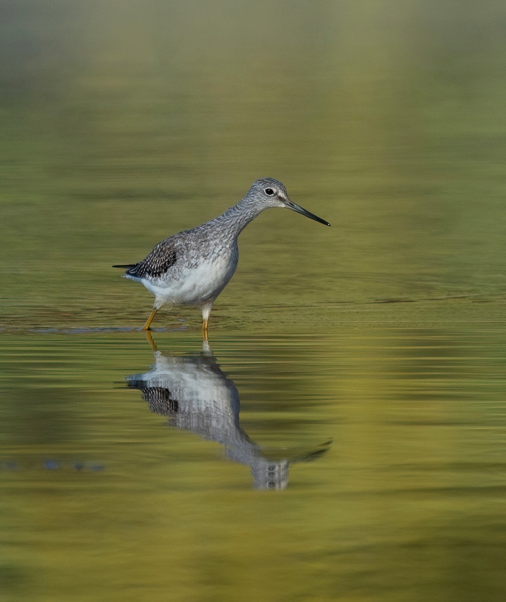 plystresnipe - ML642829921