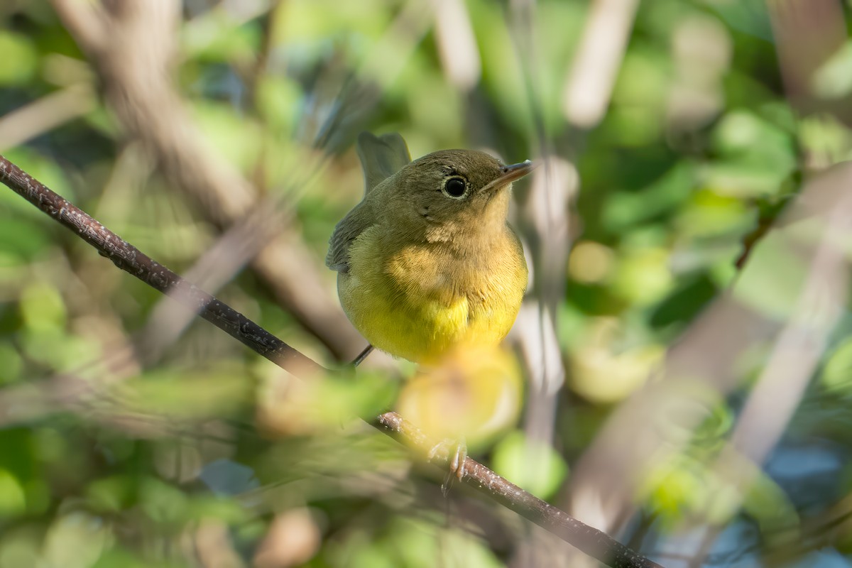 Connecticut Warbler - ML642829947