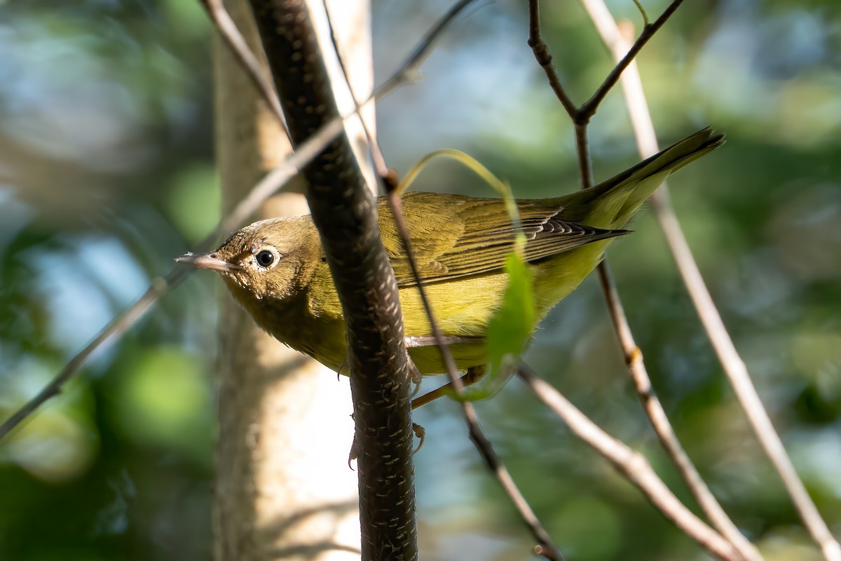Connecticut Warbler - ML642829948