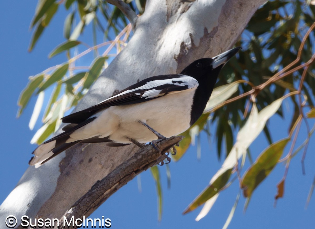 Pied Butcherbird - ML642829959