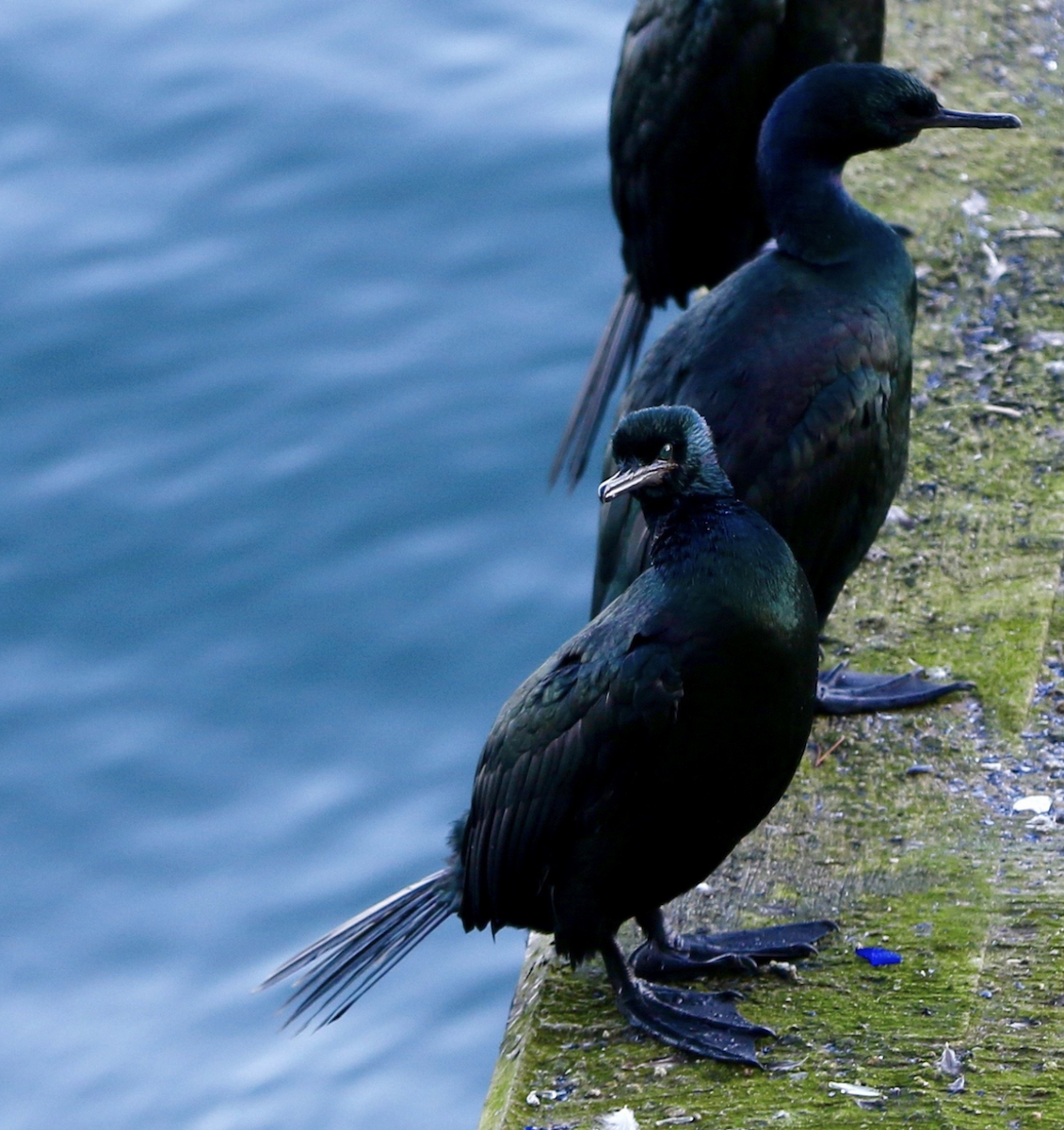 Pelagic Cormorant - ML642829961