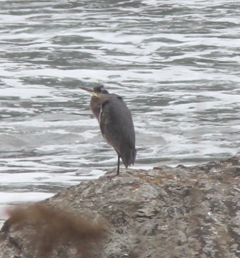Great Blue Heron - ML642829962