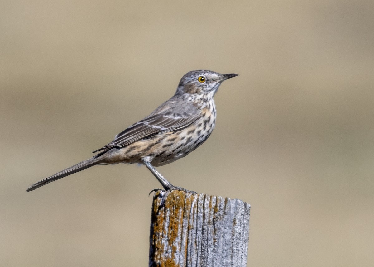 Sage Thrasher - ML642829971