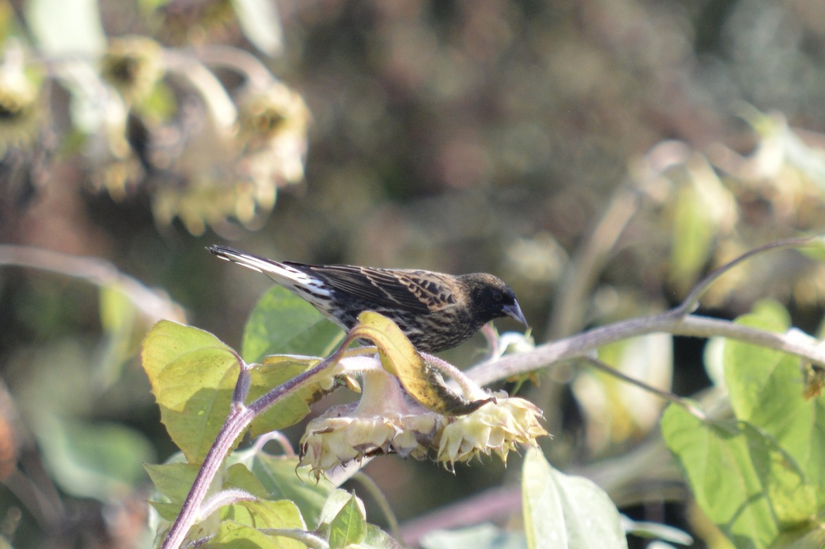 Red-winged Blackbird - ML642829980