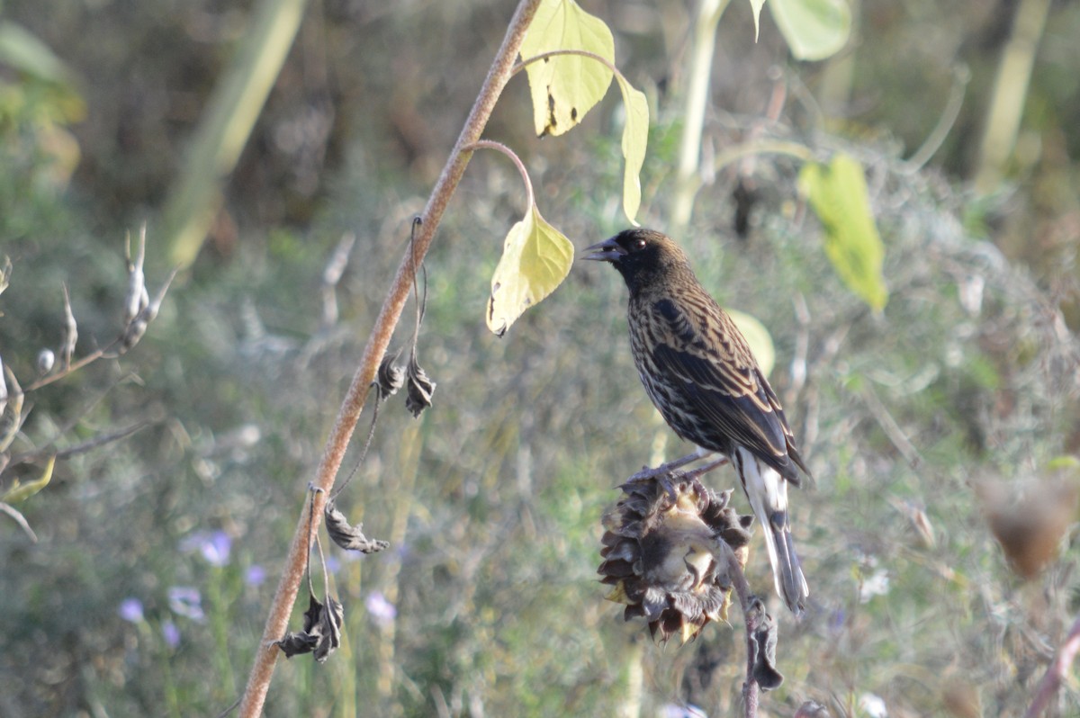 Red-winged Blackbird - ML642829981