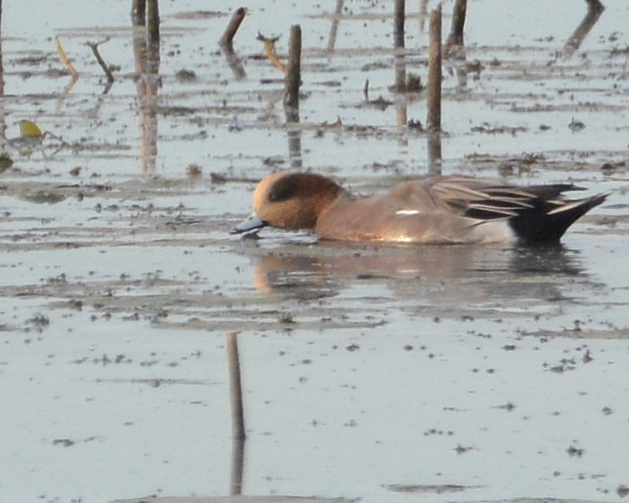 Eurasian x American Wigeon (hybrid) - ML642829987