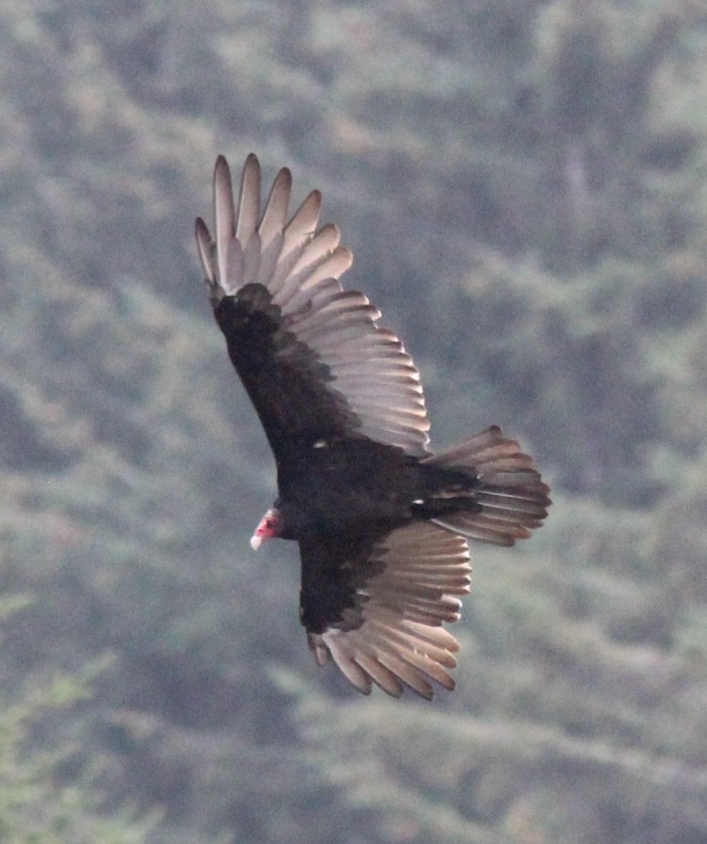 Turkey Vulture - ML642829996