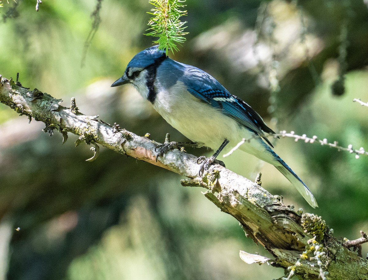 Blue Jay - ML642830001