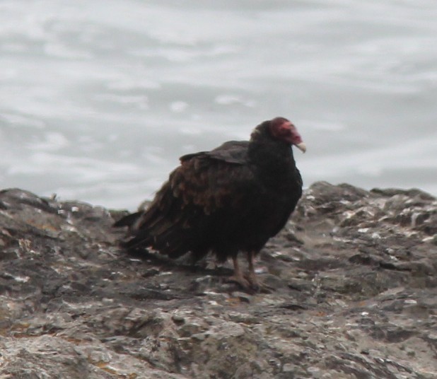 Turkey Vulture - ML642830003