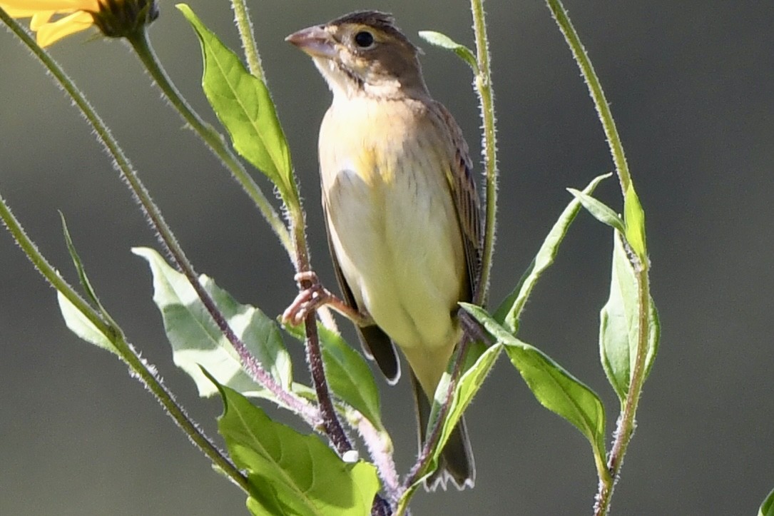 Dickcissel - ML642830006