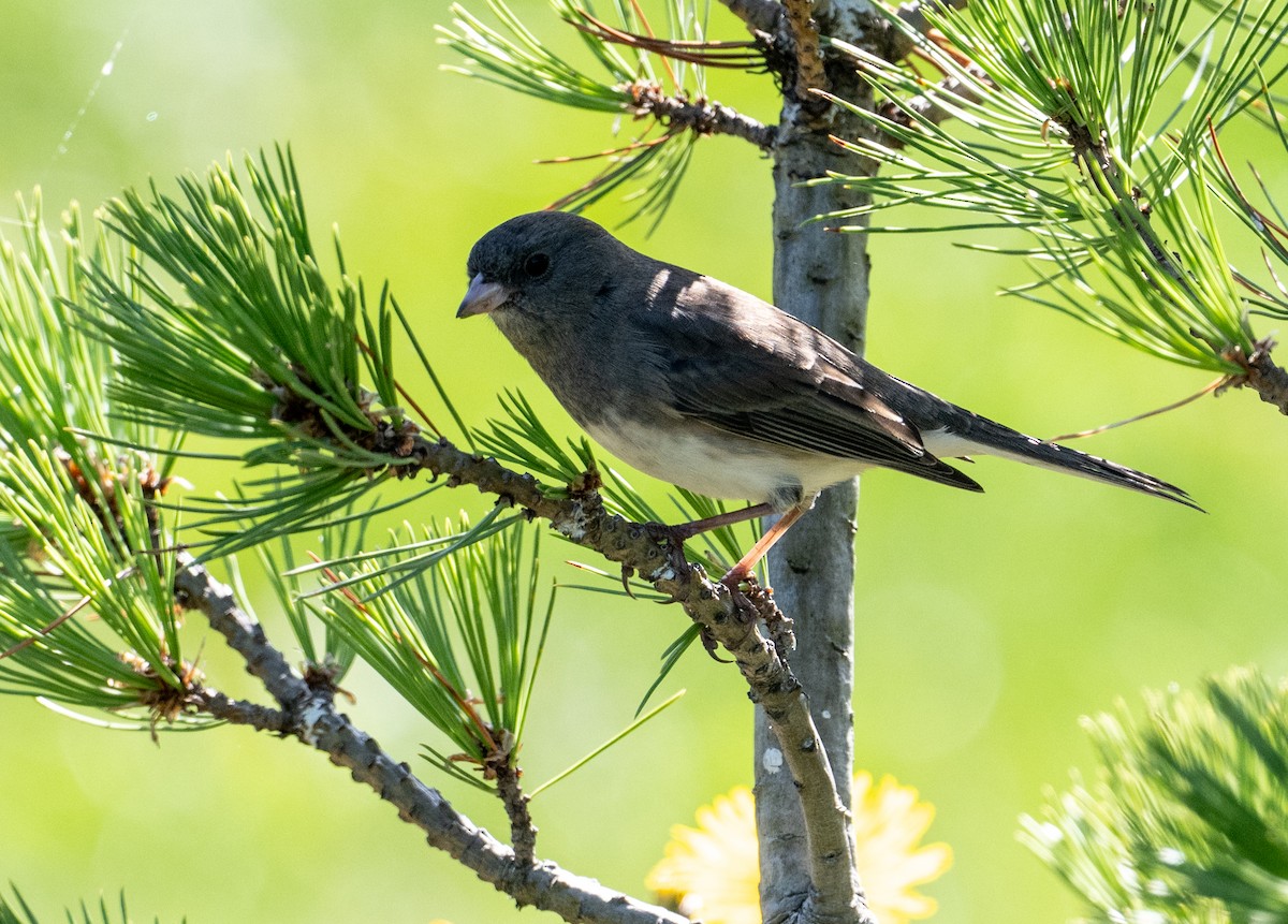 Dark-eyed Junco - ML642830018