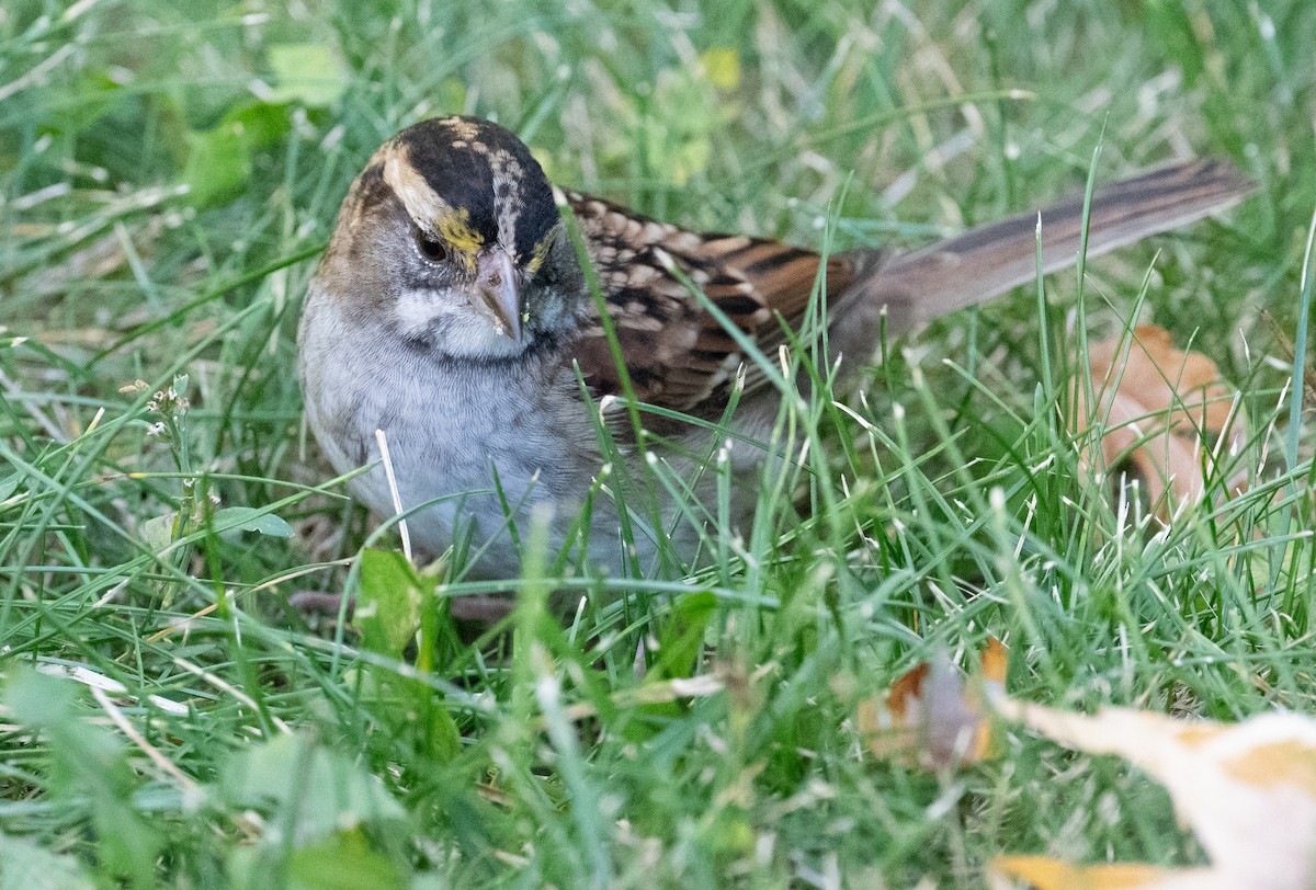 White-throated Sparrow - ML642830026