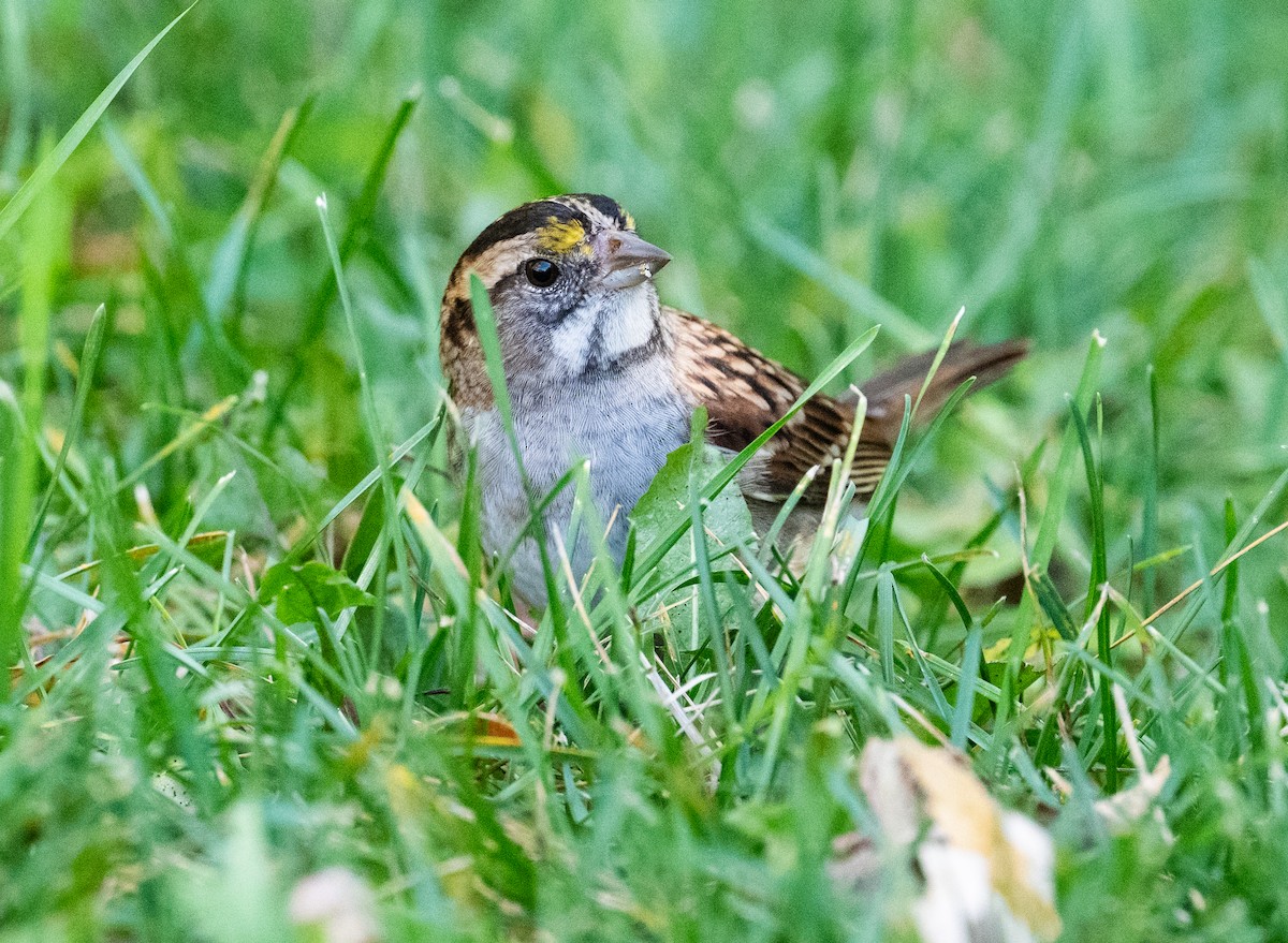 White-throated Sparrow - ML642830027