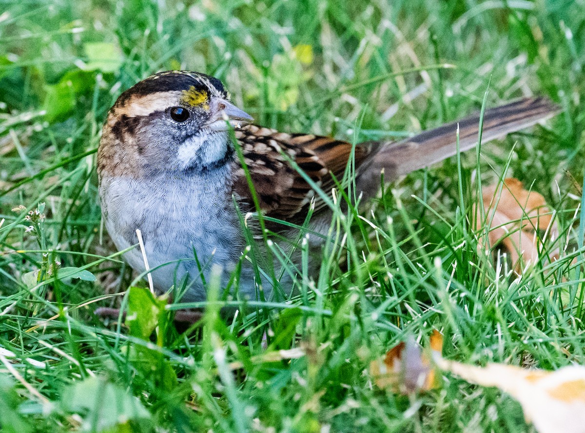 White-throated Sparrow - ML642830029