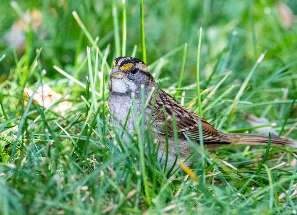 White-throated Sparrow - ML642830030